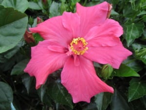 Tropical plants like hibiscus are an easy way to get an island vibe.