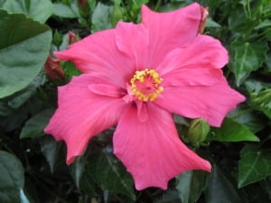 tropical-plants-hibiscus-pink Tropical plants like hibiscus are an easy way to get an island vibe.