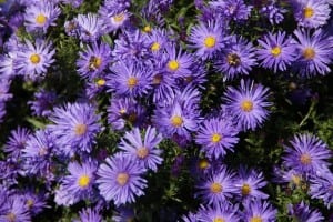 asters-190714_640