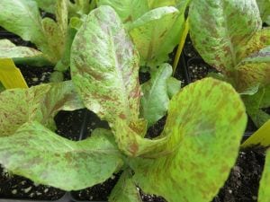 Flashy trout back lettuce on display.