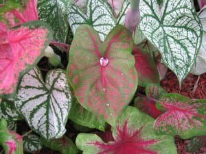 Caladium-Leaves Lavender is a great San Antonio herb.