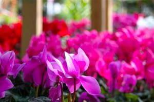 Cyclamen are fall annuals that need to be planted when the cold weather comes in.