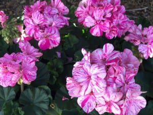 Try propagating geraniums from root cuttings.