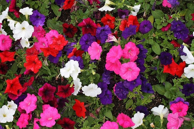 Planting and Caring for Annuals in San Antonio, Texas | Rainbow Gardens