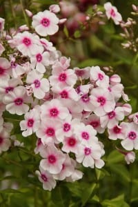 John Fanick phlox