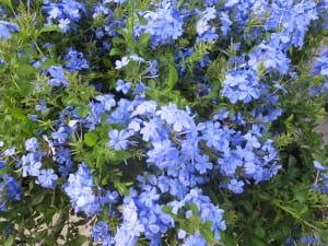 Plumbago is an easy perennial for San Antonio landscapes