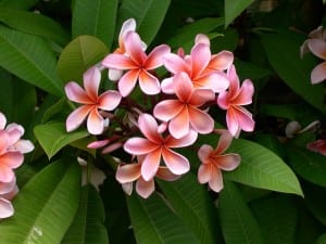 Pink plumeria bloom