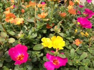 Purslane are great annuals to include amongst your perennials.