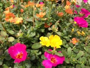 purslane-annuals-perennials Purslane are great annuals to include amongst your perennials.
