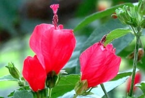 turks-cap Turk's Cap flowers are edible.