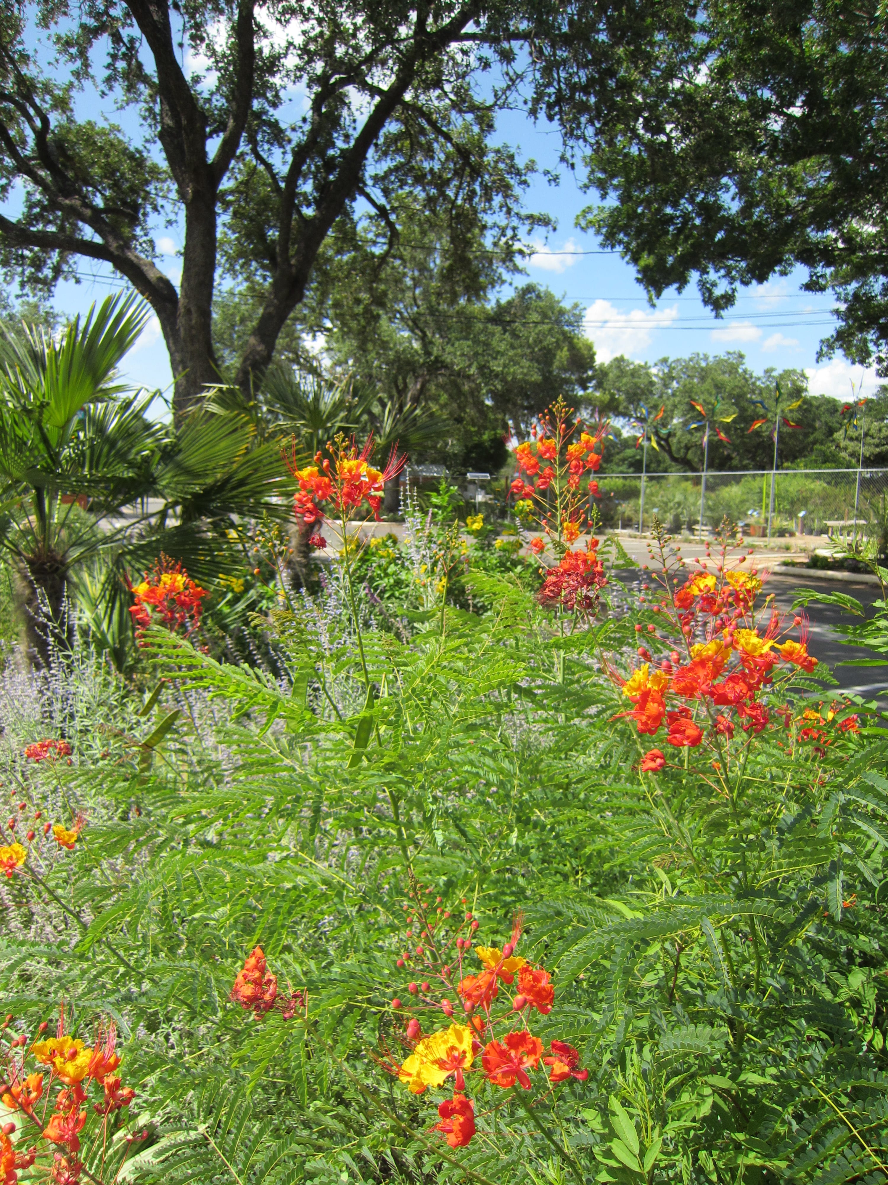 Pride of Barbados San Antonio Pride of Barbados in a San Antonio landscape.