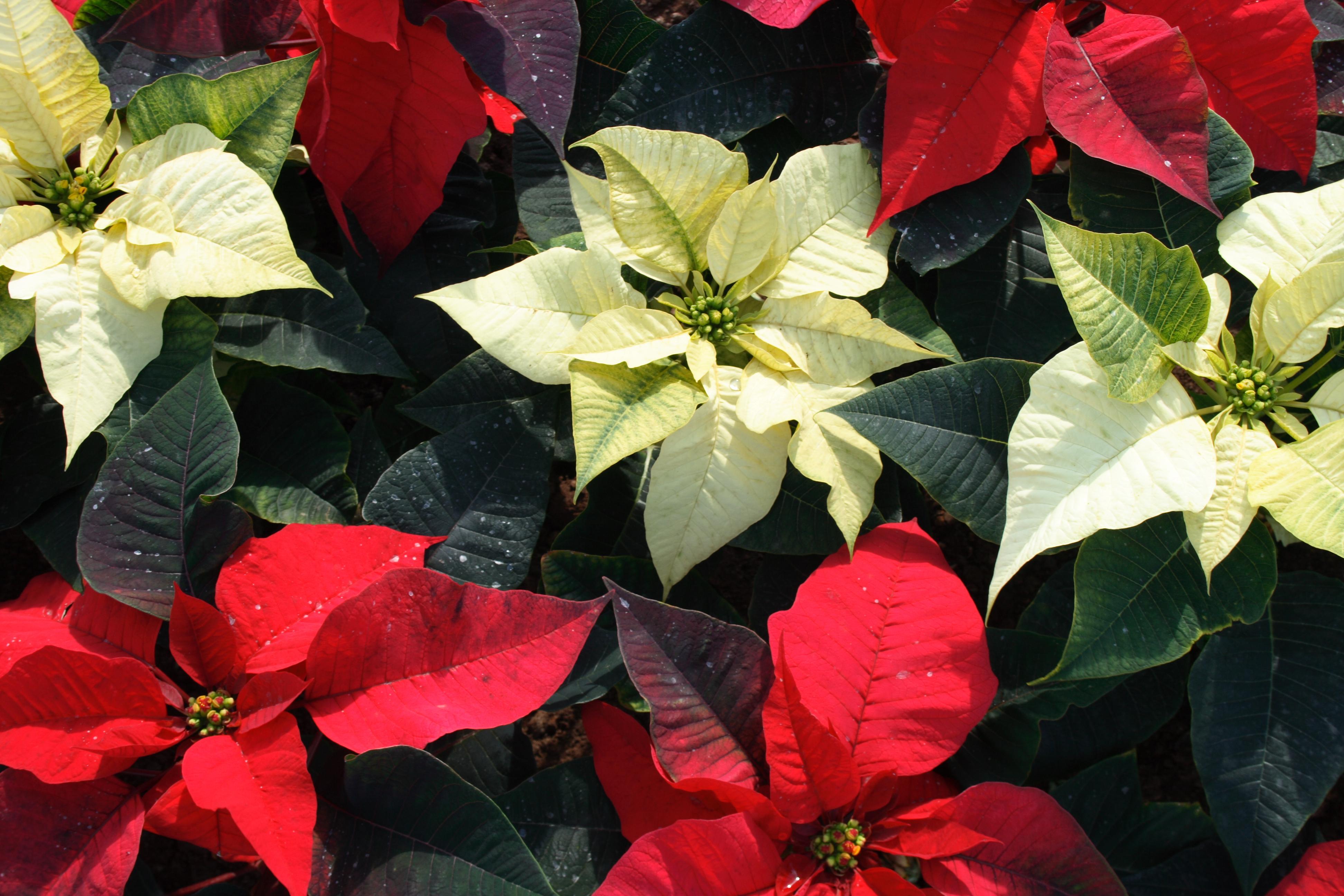 Poinsettias are the perfect holiday plant.