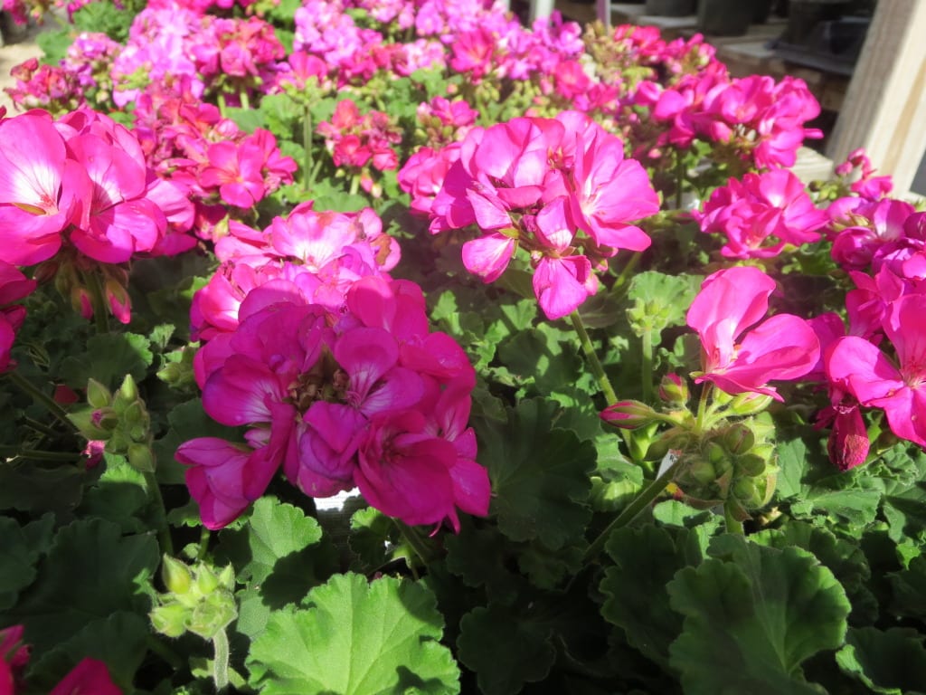 geraniums-pink