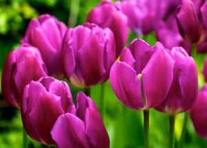 tulips-purple Pollinator on nectar-filled plant.