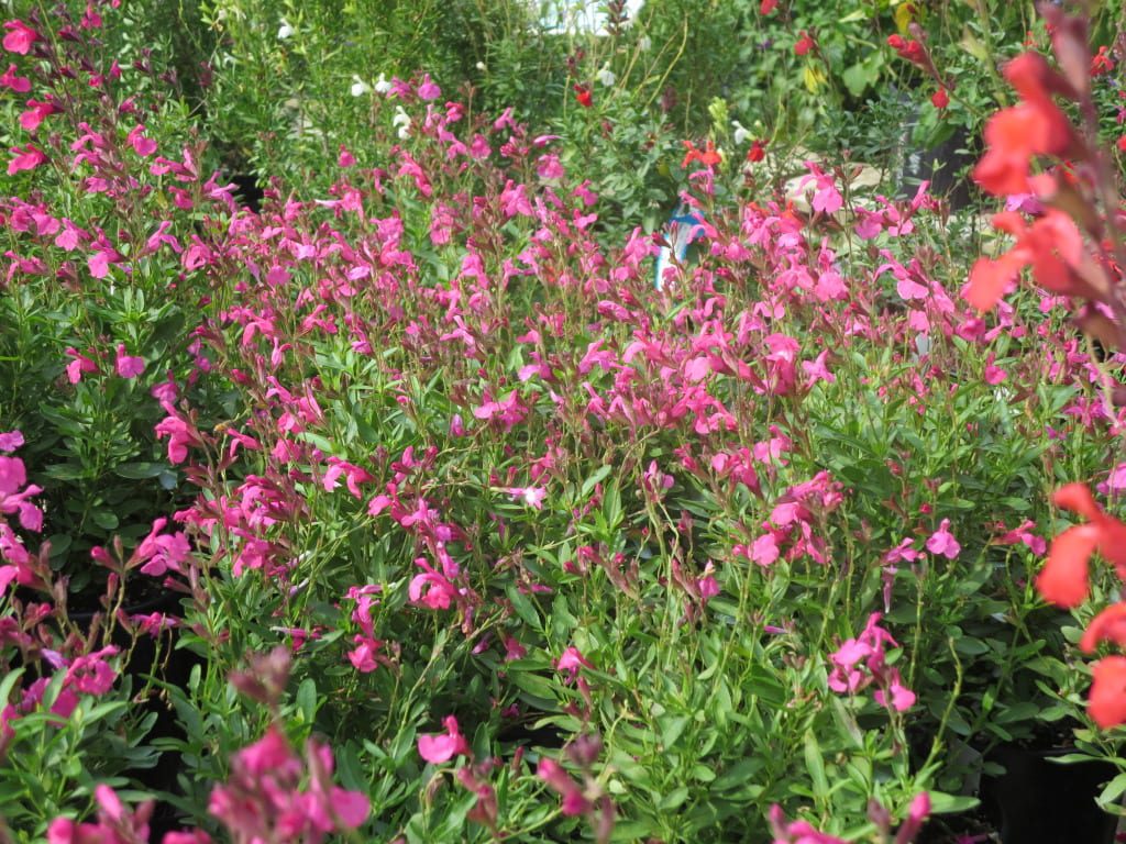 Salvia is a great fall blooming perennial for pollinators in San Antonio gardens.