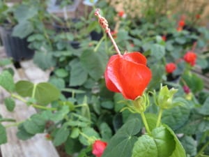 Turk's cap planted by hummingbird feeders brings in the pollinators.