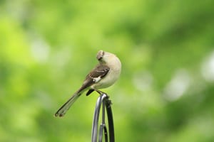 Birds are a delight to have in your landscape.