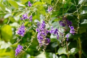 Duranta loves the heat and puts out a ton of flowers for butterflies.
