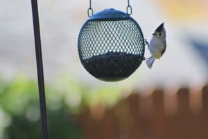 Birds are a delight to have in your landscape.