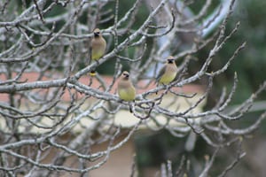 birds Birds are a delight to have in your landscape.