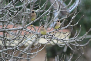 Birds are a delight to have in your landscape.