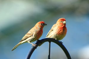 Birds are a delight to have in your landscape.