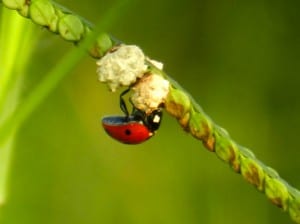 Ladybugs are beneficial insects that devour aphids.