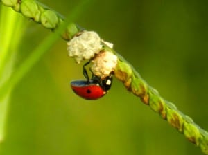 ladybug-beneficial-insects Ladybugs are beneficial insects that devour aphids.