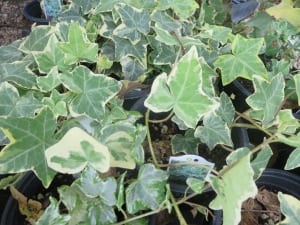 English-Ivy-'golden-child'-(shade)