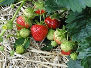 strawberries-fall Gardening mistakes include planting strawberries at the wrong time of the year, fall is best.