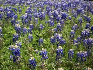 A field of native Texas bluebonnet wildflowers.