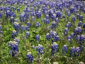 bluebonnets-native-wildflowers A field of native Texas bluebonnet wildflowers.