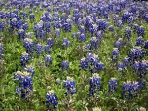 bluebonnets-210_640