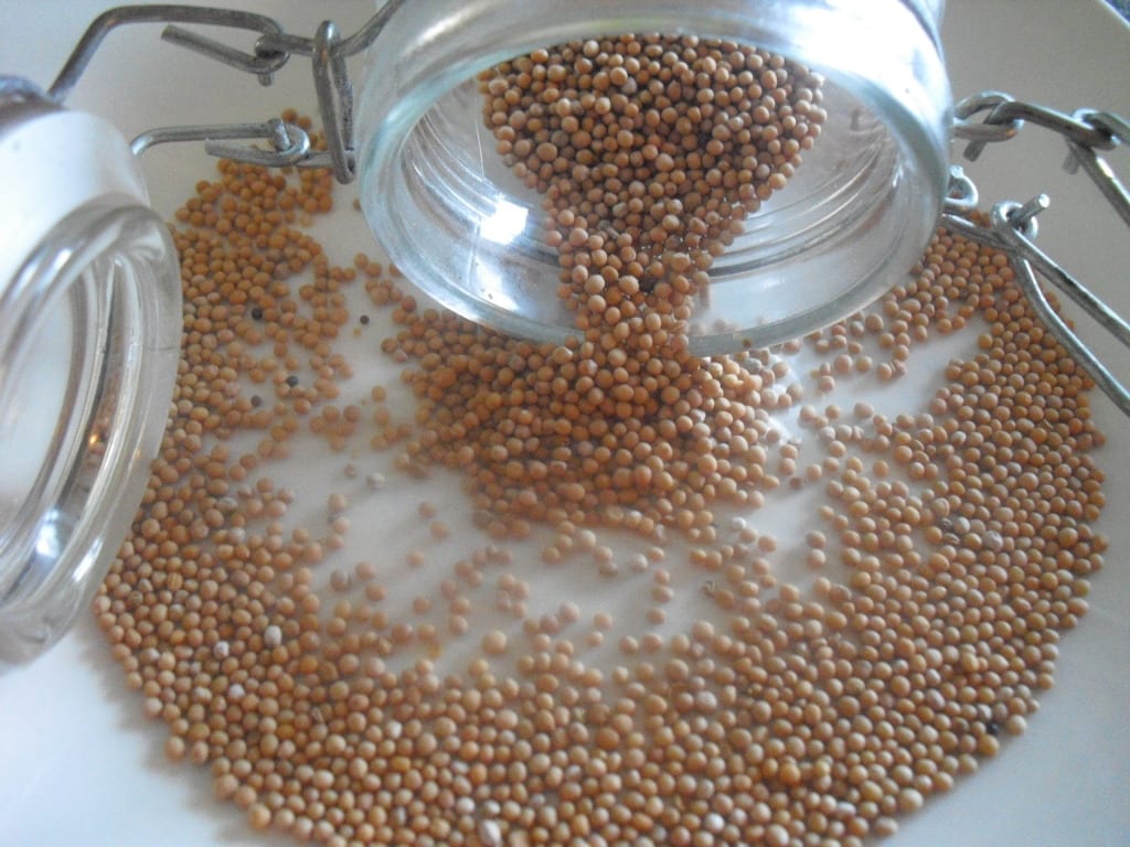 storing-seeds Storing seeds