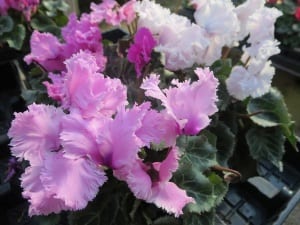 cyclamen-frilled Cyclamen are beautiful winter annuals for San Antonio.