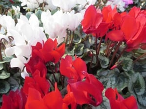 cyclamen-red-white Cyclamen are beautiful winter annuals for San Antonio.