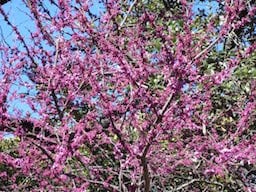 Redbuds put on a spring blooming show in San Antonio.