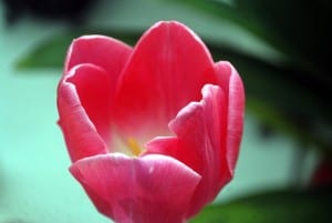 tulip-17486_640
