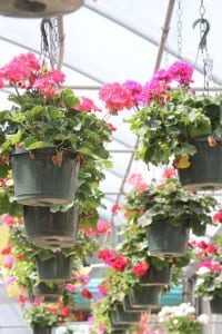plants-freeze-geraniums-hanging-baskets When other plants freeze, you can use geraniums for color until the damaged plants grow back.