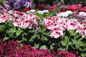 geraniums-martha-washington