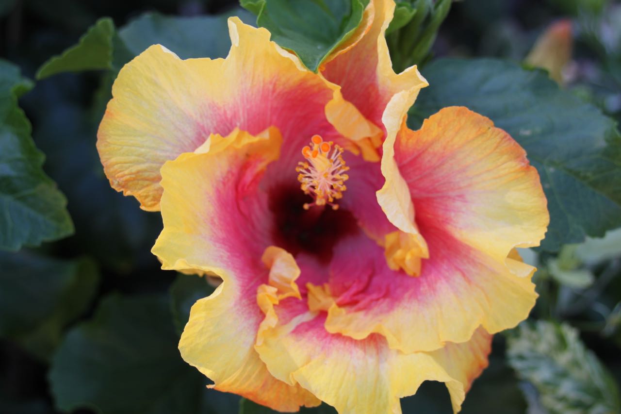 Tropical plants like hibiscus create an instant island vibe.