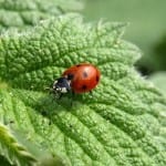 ladybug-349456_640