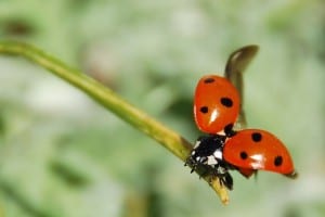 ladybug-55056_640