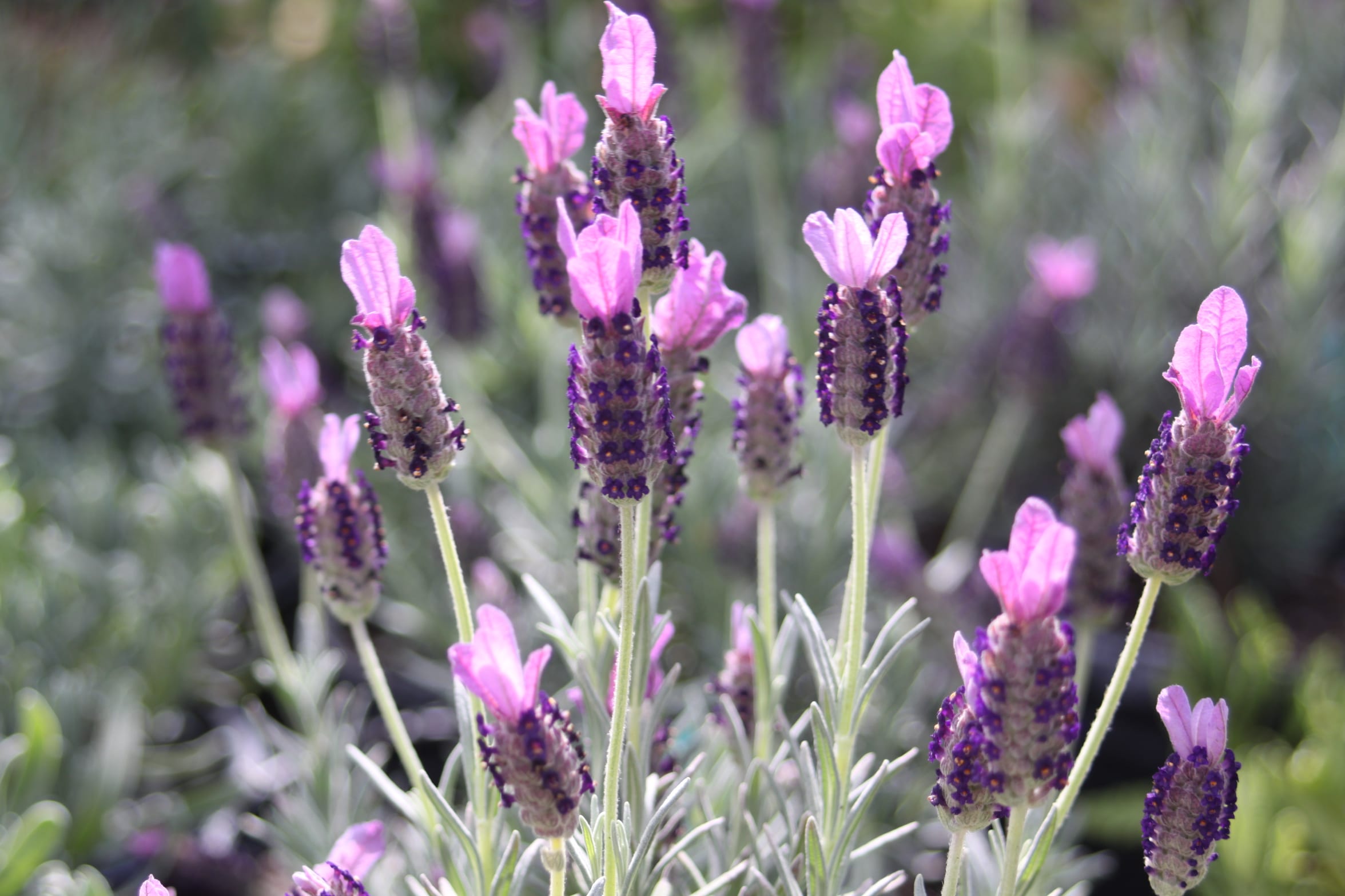 Lavender is a great San Antonio herb.