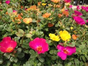 purslane-may-summer May summer annuals, purslane