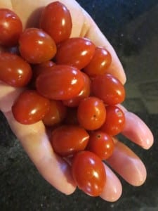 Harvesting Ruby Crush, 2021 Rodeo tomato.