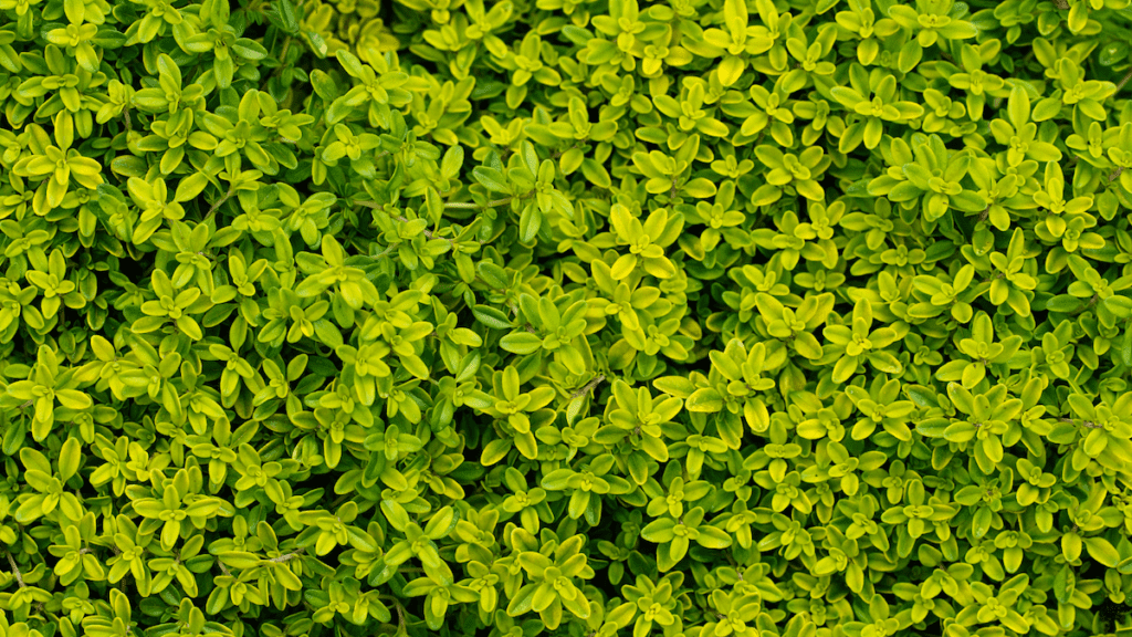 Golden thyme herb