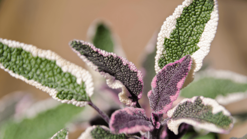 The herb Tricolor Sage