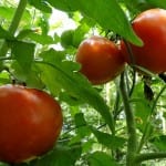 tomatoes-101845_640