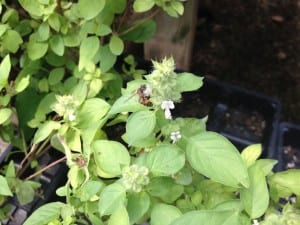 Basil (lime with bee)